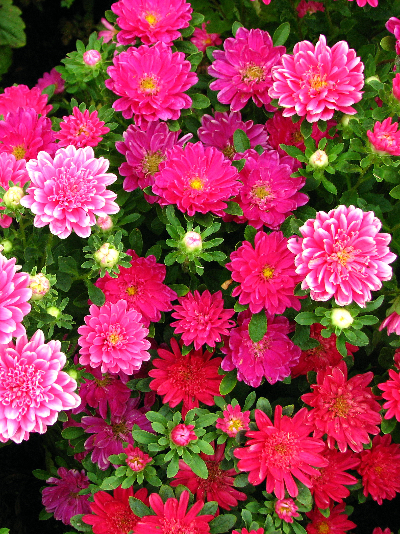 נזרה סינית (אסתר חורפי)