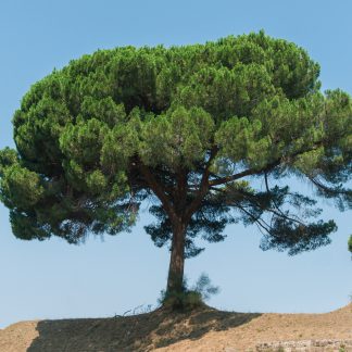 אורן הסלע (הגלעין , הצנובר )