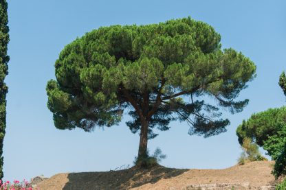אורן הסלע (הגלעין , הצנובר )