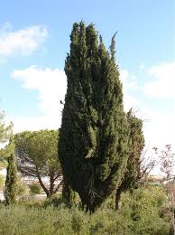 ברוש מצוי צריפי