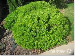 פיטוספורום יפני ננסי